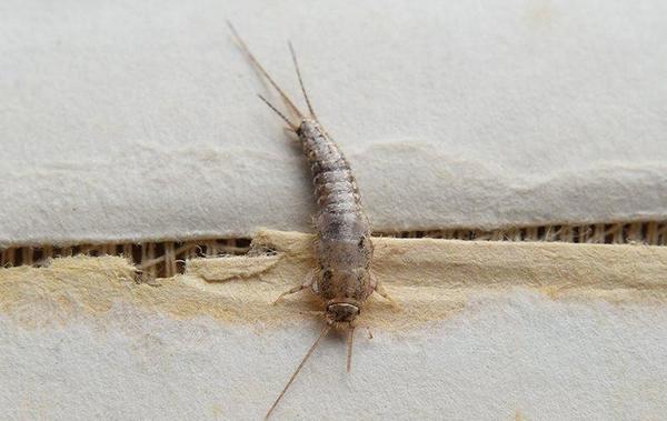 How to Protect Clothes from Silverfish