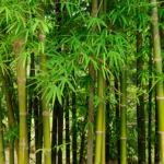 How to Start a Bamboo Clothing Business