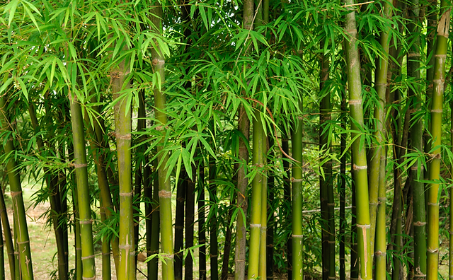 How to Start a Bamboo Clothing Business